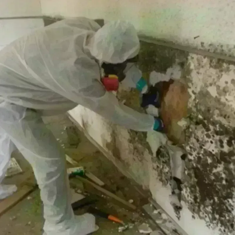 Mold Remediation and Removal in Hill County, MT